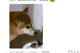 笑麻了，女子坐月子6天，狗胖了三斤，狗子: 给口屎吧，真的图片