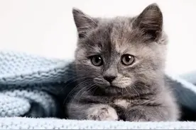 你知道吗？猫咪去世后其实会回来看望主人，不骗你！我的亲身经历图片