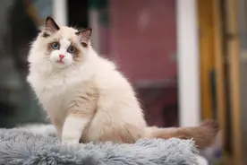 猫界顶流大赏！这8种猫咪堪称「行走的颜值天花板」图片