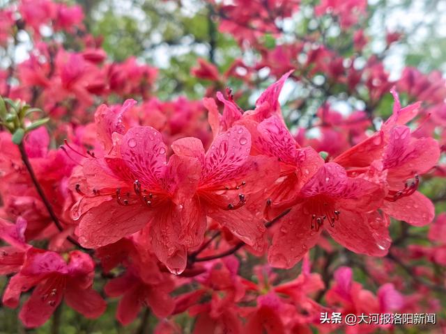 藏不住了！河南汝阳10万亩野生杜鹃花海迎盛花期