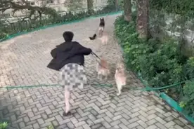 一腚成名！男子遛狗被扯掉裤子视频没看够？后续来了！图片