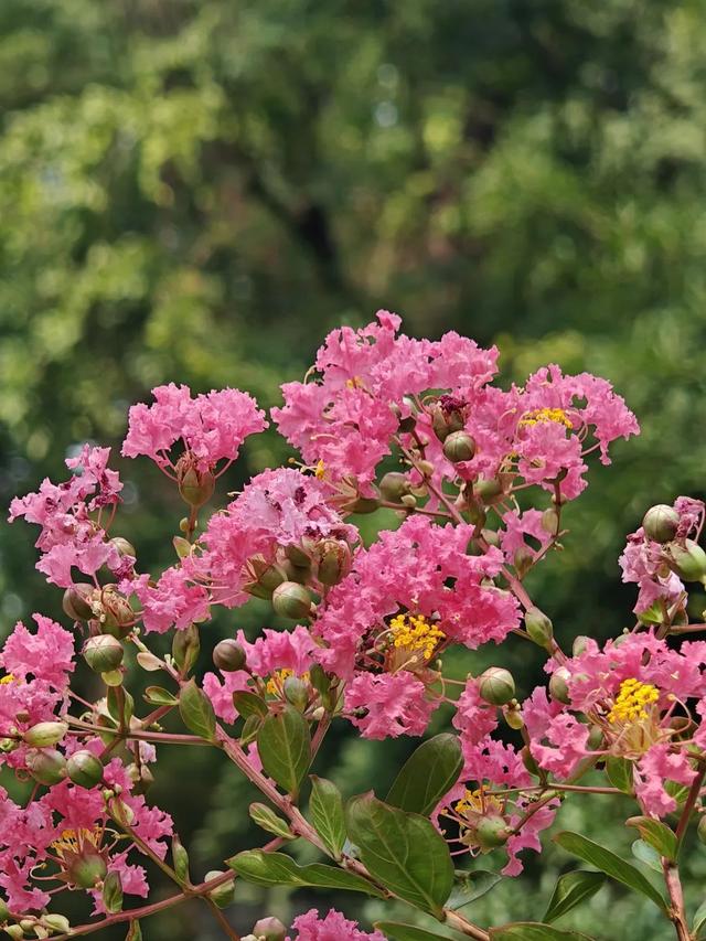 草堂铁树开花？在哪里？长啥样？快来看！