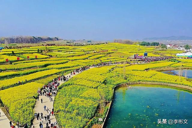 散文·汉中四月,油菜金黄·