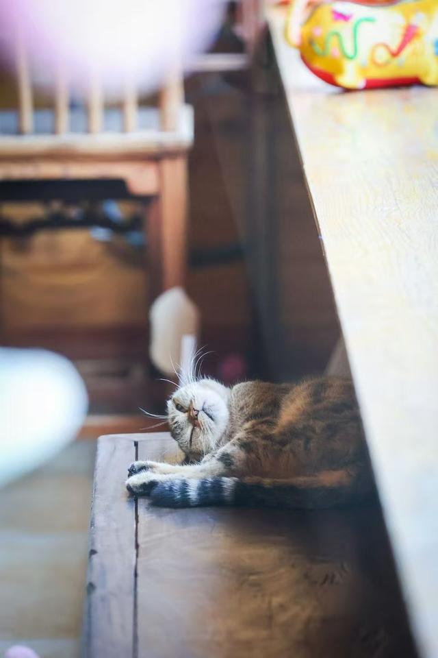 观复猫带你画·中华最有名 | 留园