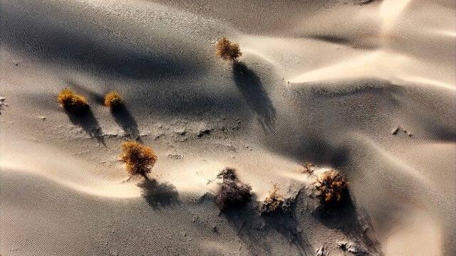 出片率100%！赴一场沙漠胡杨的金色之约