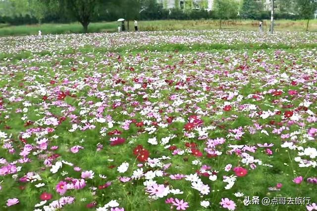 成都邛窑遗址公园，藏着格桑花海，壮观惊艳令人称奇，不要门票！