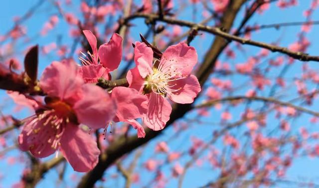 属猪人的中晚年宿命，尤其是71年、59年的，不是一般准！