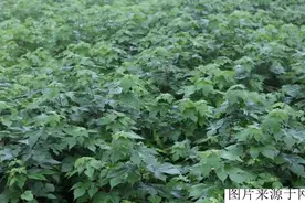 构树的“呐喊”：浑身是宝无人识，却被恶意砍伐，亩产五千不香？图片