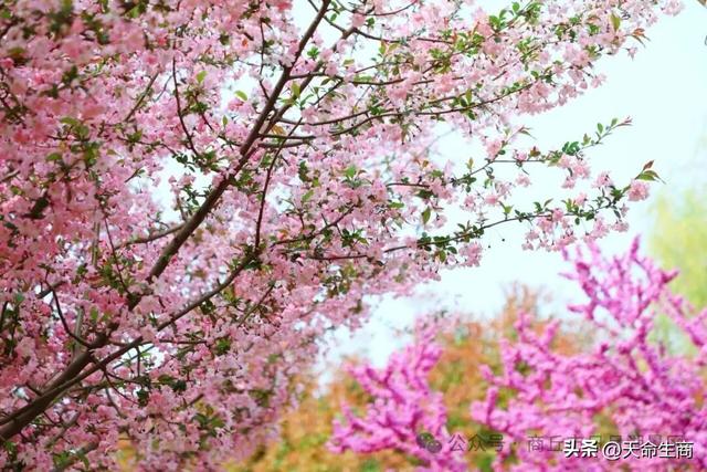 春满日月湖 海棠醉春风——商丘日月湖邀你共赴春日花宴