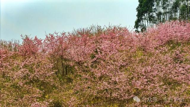 崇州的樱花，开啦！！!