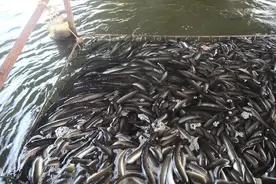 江西日产65吨鳗鱼！原来日本人吃的鳗鱼，多数其实是江西生产的图片