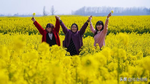 全球四大花海之一 兴化千垛油菜花迎来最美观赏时节