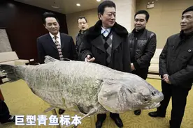 安徽男子喜提“青鱼王”，连夜打氧寻买家，网友却惦记上了青鱼石图片