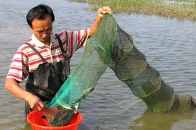 江苏太仓，集中清理鱼类“坟场”惹争议，网友纷纷献计图片