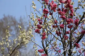 走，带上这份主城区春日赏花指南，一起探寻泉韵花踪图片
