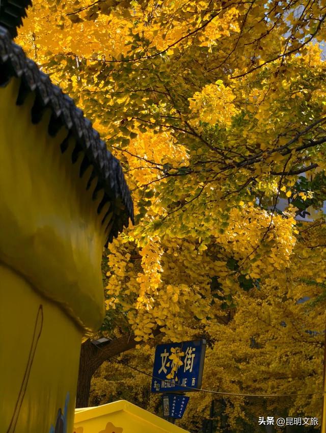 美爆！美爆！超全攻略！超出片！🤳昆明银杏黄金倒计时，抓紧时间冲~