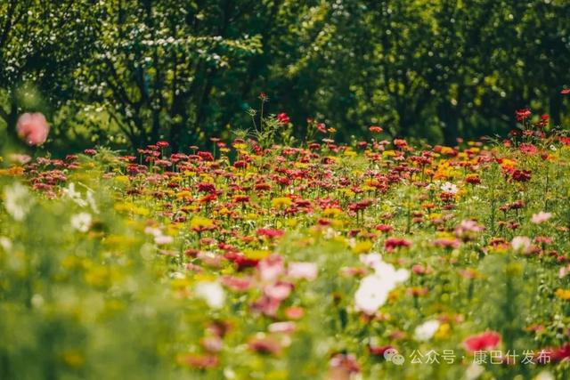 秋日限定！康巴什“花海”翻涌