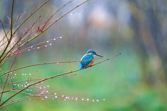 真的想问：下雨天的时候，鸟都在干什么呢？