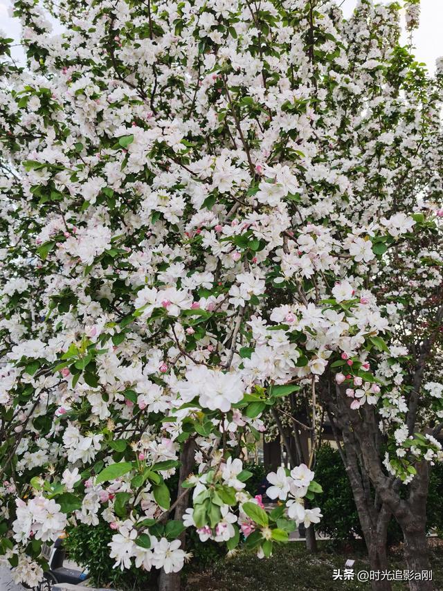 风送海棠香，春满石家庄