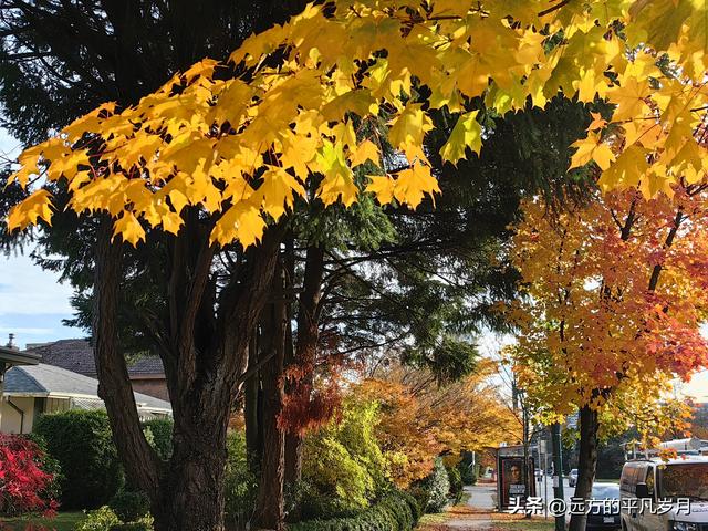 温哥华游记（六）