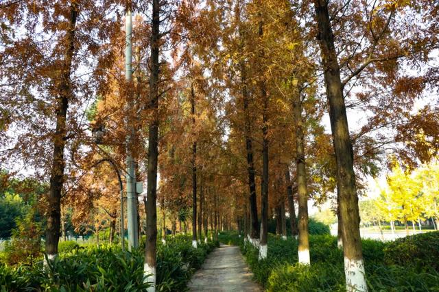 郫都水杉红了！抱着手机猛拍，被这限定美景狠狠惊艳