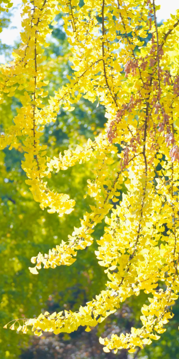 接下来的安陆，含“金”量超标！