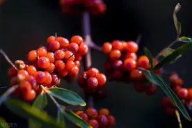 什么是沙棘？沙棘有什么用途和好处？沙棘有什么副作用？图片