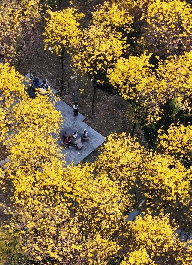 福州地铁五号线可达！满城鎏金花开，市区“金色花隧道”不要错过