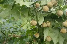 覆盆子，又叫掌叶覆盆子，是很好本草图片