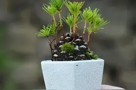 路边捡个松塔，随手一扔，竟然爆盆了，轻松养成盆景，身价翻倍！图片