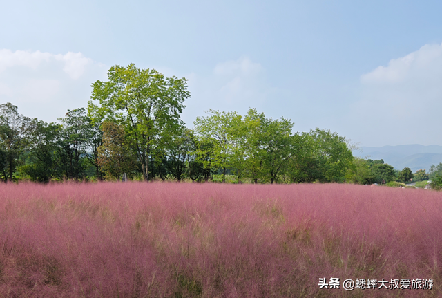 这个杭州“粉黛花海”不得了，80%人都找不到，花期一个月快冲！