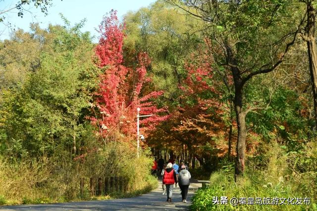 秦皇岛最大临海公园迎来“颜值巅峰”,栈桥听海、枫林斑斓,打卡走起!