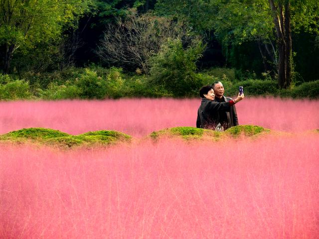 来啊！抓住粉黛小尾巴，错过再等一年！