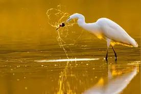 故乡的小河丨河南郑州也是港口城市？图片