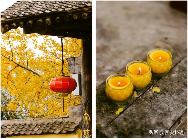 古观音禅寺谢幕？这里的千年银杏，才是最后的隐藏彩蛋！