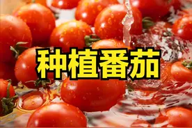 种番茄连这些都不懂，施肥再多也没用，长出来也丑不拉几图片