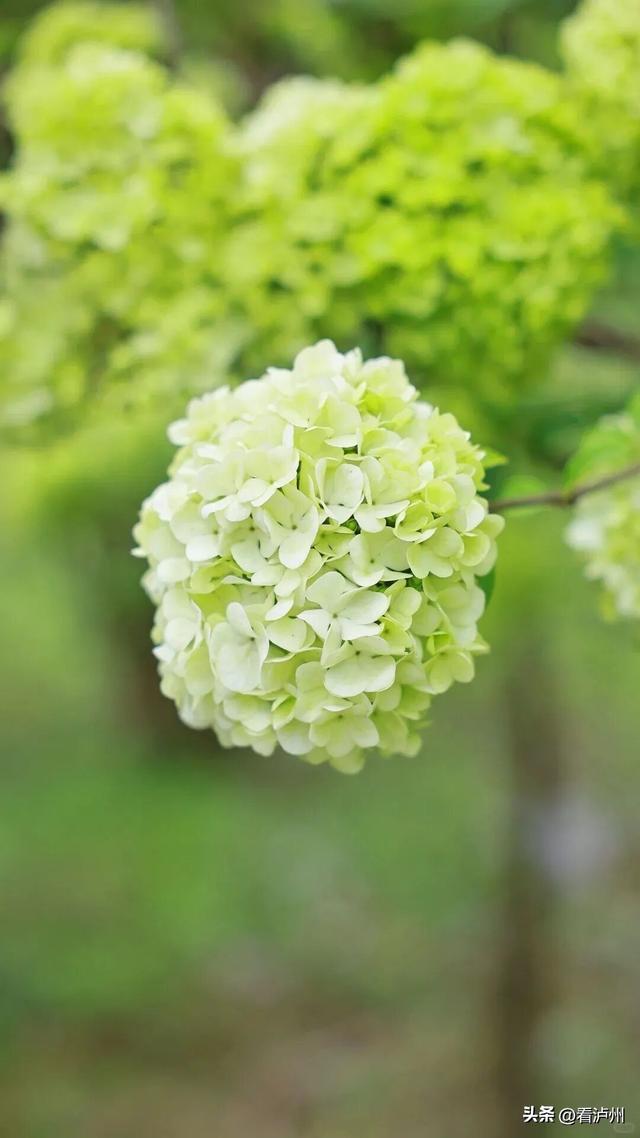 0 元拍大片！泸州纳溪木绣球已进入最佳观赏期