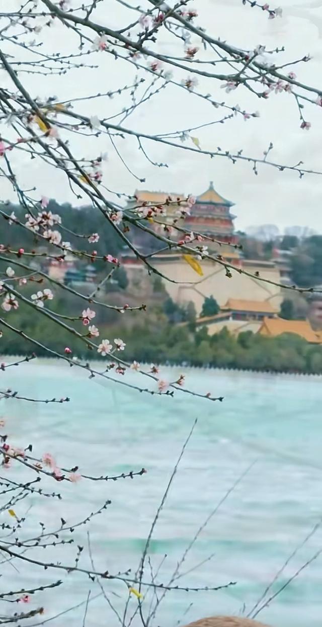 颐和园山桃花 逆寒潮绽放 罕见“血色冬花”