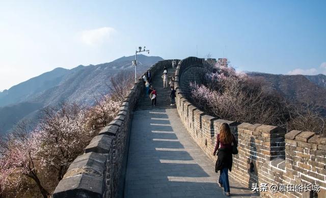 清明踏青正当时|慕田峪长城赏花点位奉上~
