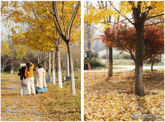 地铁直达！秋日末尾的“落叶大道”不可错过！