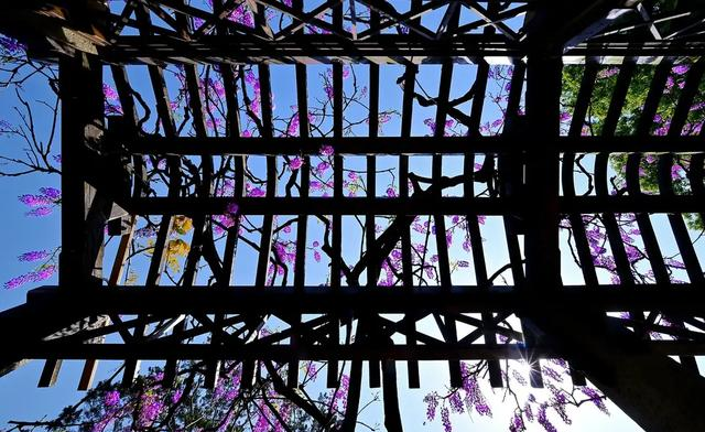 绝美暴击！苏州紫藤开疯了，浪漫值拉满