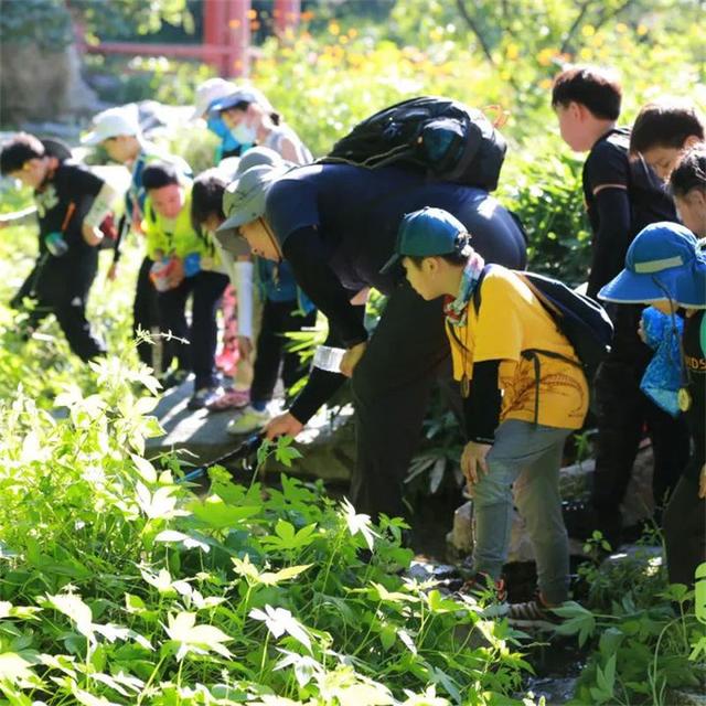 夏日香山红绿相映更宜人