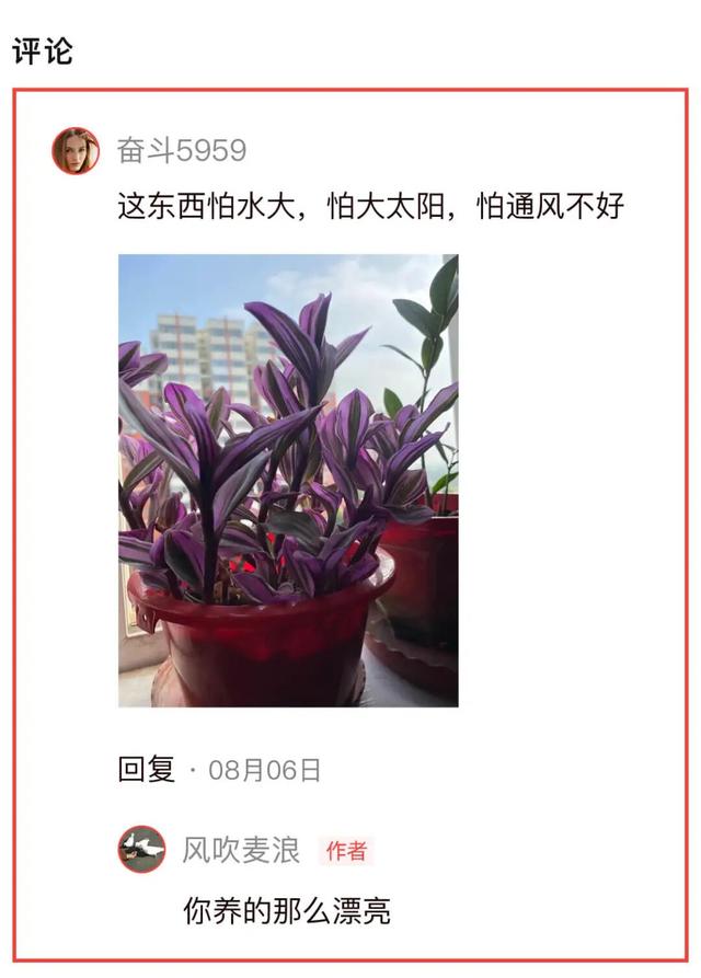 敢不敢来参加头条园艺pk赛