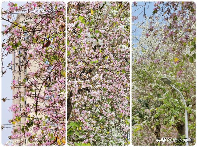 花香带路，福州三条私藏的羊蹄甲赏花小路