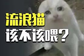 碰到流浪猫，喂还是不喂？网友已经吵疯了图片