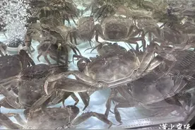 秋天的第一只螃蟹你吃了吗？襄阳今年的价格→图片