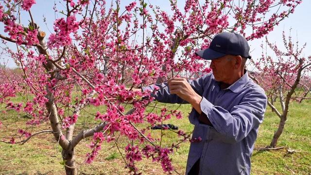 藏不住了！广饶百亩桃园盛放，春日氛围拉满！
