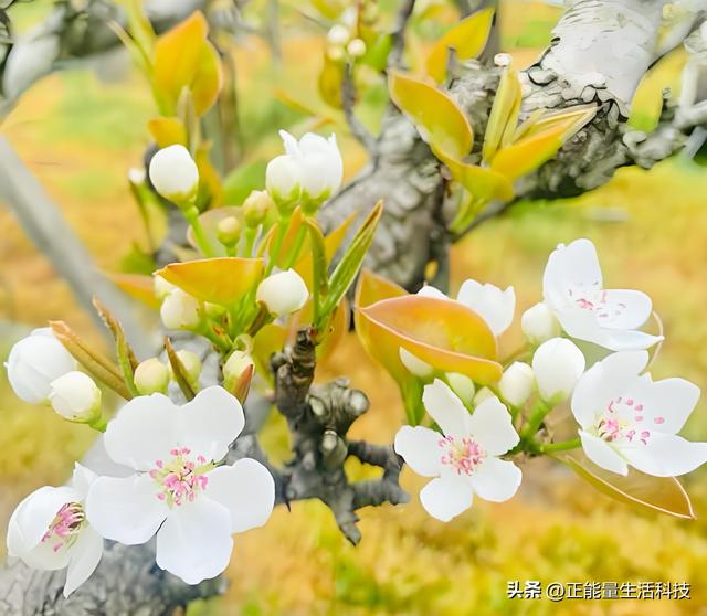 万亩梨花醉春风！3万亩梨园盛放迎客，第十一届梨花节浪漫启幕！