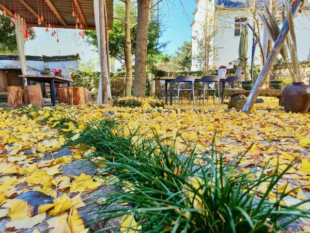 秋染东黄山：彩林、古道……这趟色彩约会快冲呀！| 皖美秋日