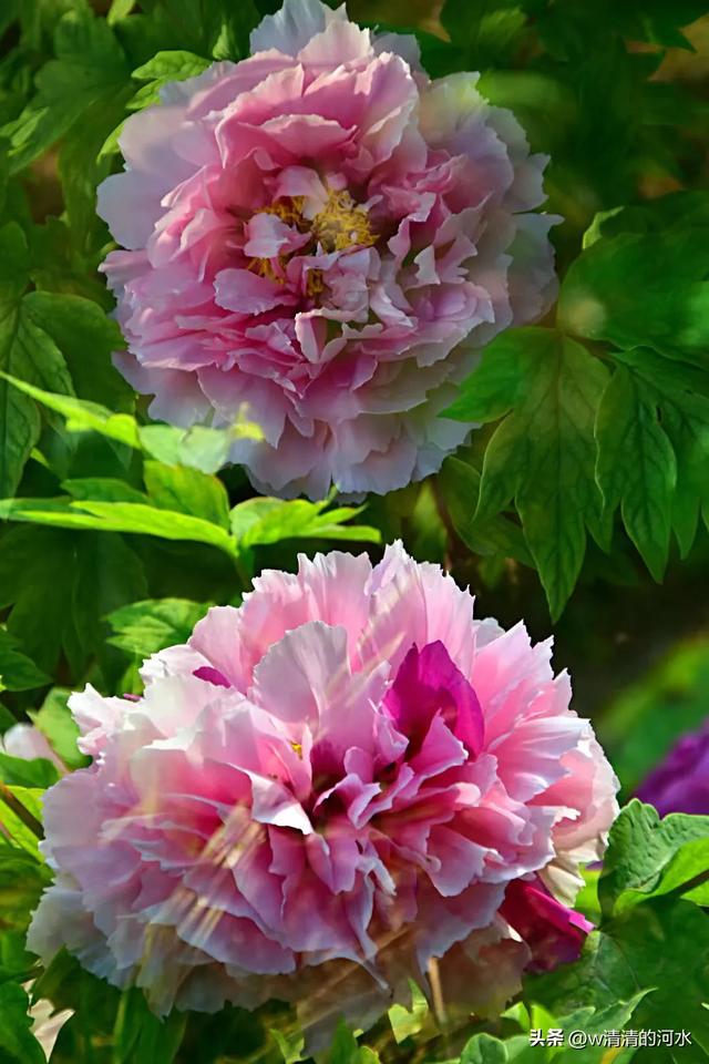 极美洛阳城牡丹迎春吐蕾绽放